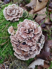Trametes versicolor