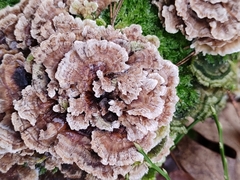 Trametes versicolor