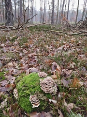 Trametes versicolor