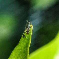Neocladia