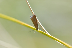 Glaucocharis helioctypa