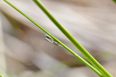 Glaucocharis helioctypa