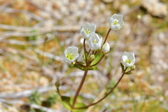 Gentianella montana montana