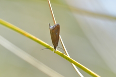 Glaucocharis helioctypa
