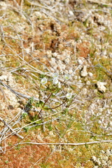 Gentianella montana montana