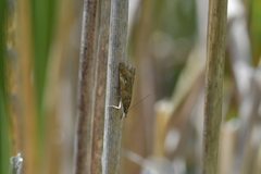 Glaucocharis helioctypa