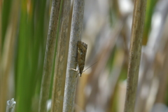 Glaucocharis helioctypa