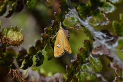 Glaucocharis leucoxantha