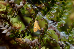 Glaucocharis leucoxantha