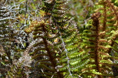 Glaucocharis leucoxantha