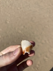 Ancillista velesiana