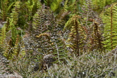 Glaucocharis leucoxantha