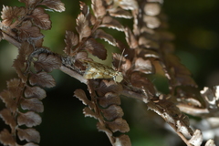 Glaucocharis helioctypa