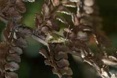 Glaucocharis helioctypa