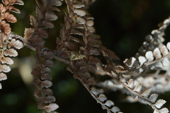 Glaucocharis helioctypa