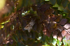 Glaucocharis helioctypa