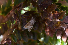 Glaucocharis helioctypa