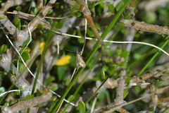 Glaucocharis helioctypa