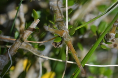 Glaucocharis helioctypa