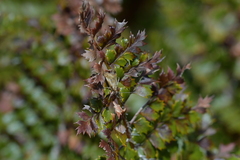 Glaucocharis helioctypa