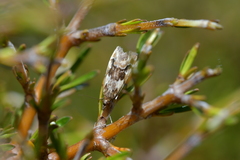 Glaucocharis helioctypa
