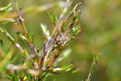 Glaucocharis helioctypa