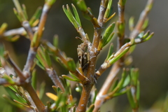 Glaucocharis helioctypa