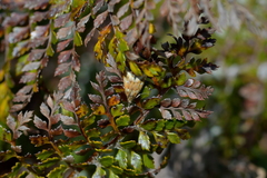 Glaucocharis helioctypa