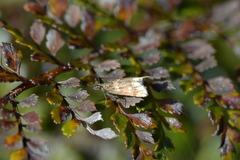 Glaucocharis helioctypa