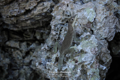 Anolis agassizi