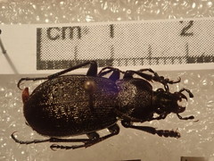 Carabus carinthiacus