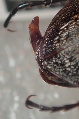 Carabus carinthiacus