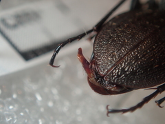 Carabus carinthiacus