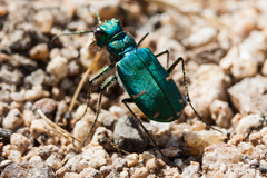Cicindela tranquebarica sierra