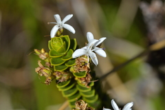 Veronica pauciramosa
