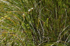 Veronica pauciramosa