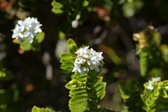 Veronica pauciramosa