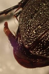 Carabus carinthiacus