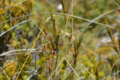 Orocrambus catacaustus