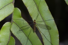 Leptotarsus subtener