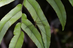 Leptotarsus subtener