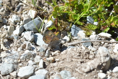 Lycaena caerulea