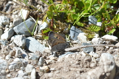 Lycaena caerulea