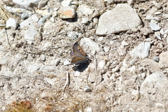 Lycaena caerulea