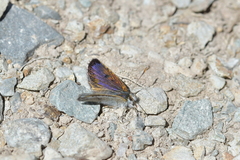 Lycaena caerulea