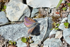 Lycaena caerulea