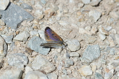 Lycaena caerulea