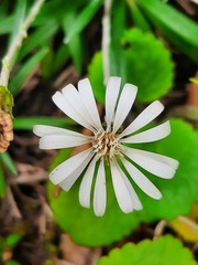 Celmisia major brevis