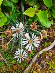 Celmisia major brevis