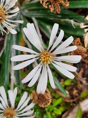 Celmisia major brevis